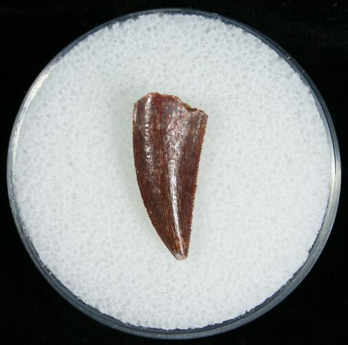 Sharp Raptor Tooth From Morocco - #6895